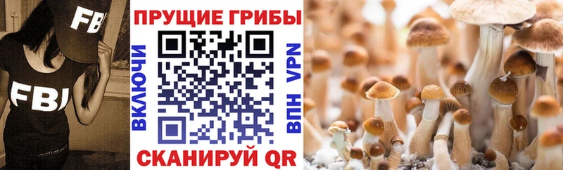 Галлюциногенные грибы мицелий Павловская